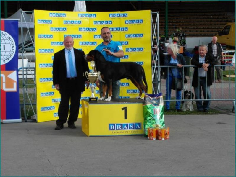 Greater Swiss Mountain Dog