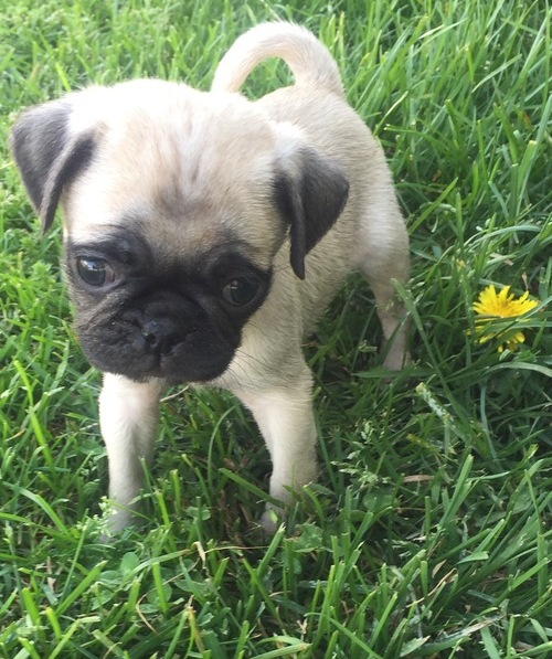 Beautiful Pug Puppies.