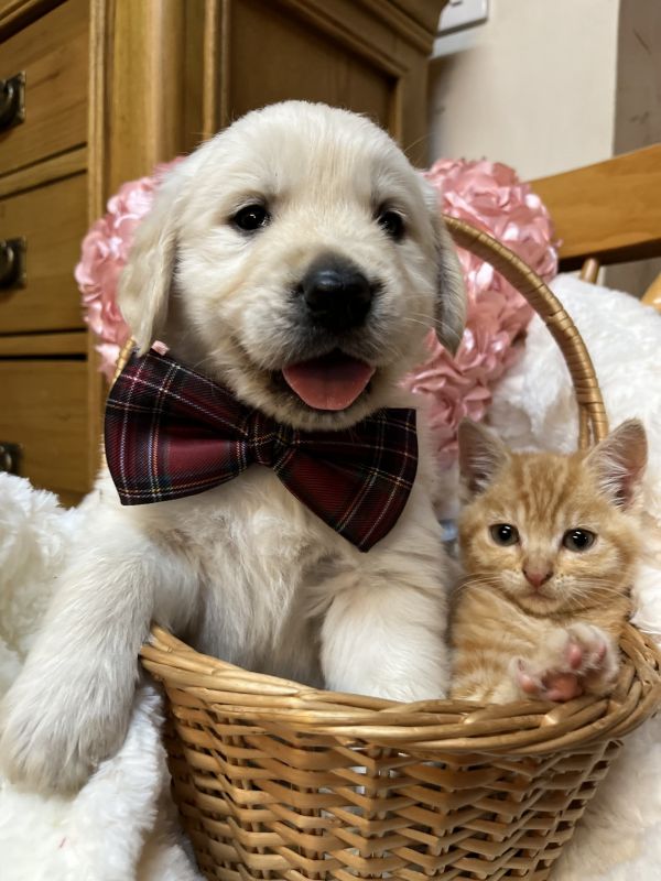 Golden Retriever puppies