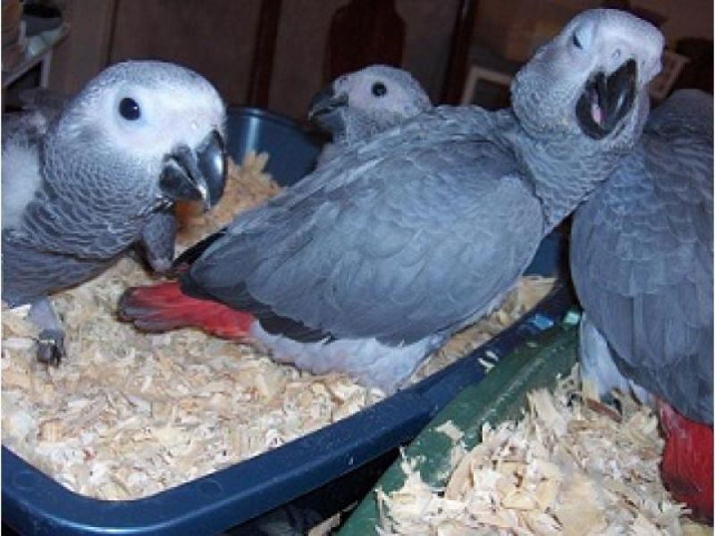 African grey parrots for sale