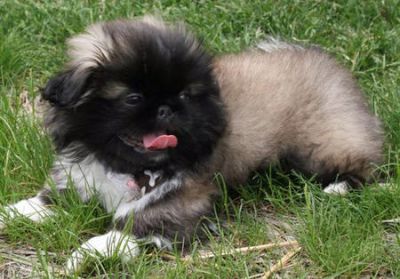 Kippernicus the Pekingese For Sale