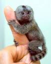 good looking babies marmoset monkey for sale