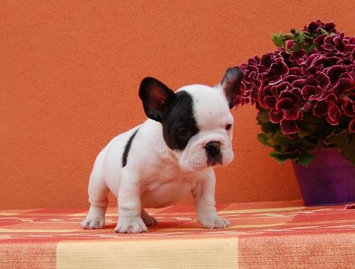 French bulldog Puppies for Sale