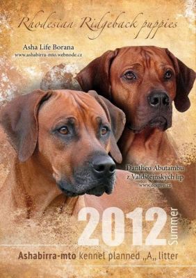 Dog Kennel Ashabirra - MTO offers Rhodesian Ridgeback puppies with pedigree