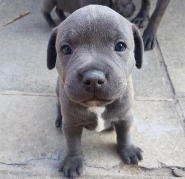 Little Bella Staffordshire Bull Terrier breed