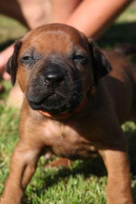 Dog Kennel Ashabirra - MTO offers Rhodesian Ridgeback puppies with pedigree
