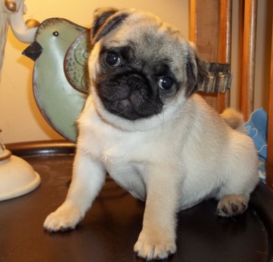 Pug Puppies For Sale