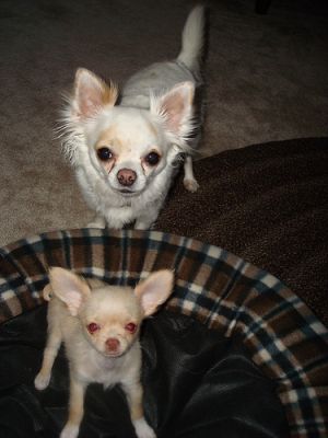 MALE AND FEMALE LONG HAIRED CHIHUAHUA PUPPIES