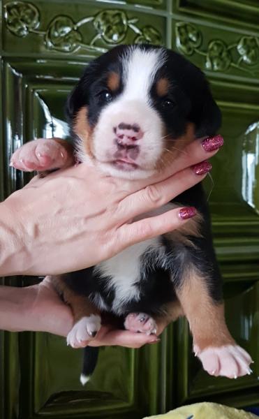 Greater Swiss Mountain Dog - FCI pedigree