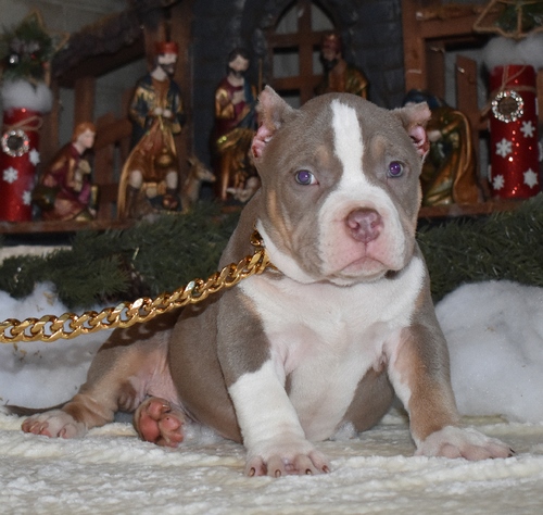 Beautiful litter of American Bully puppies
