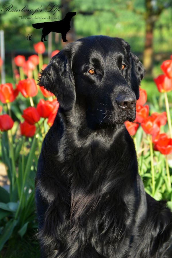 Offer of mating, beautiful and successful dog Flat Coated Retriever