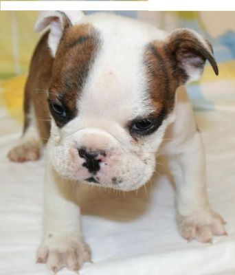 hansom english bull dog puppy for free adoption