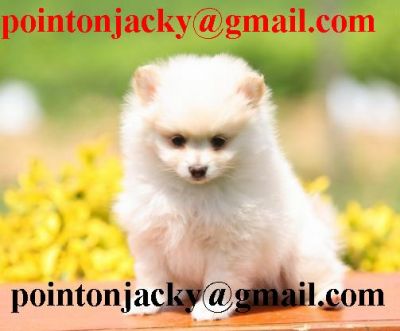 Pomeranian Puppies for Sale