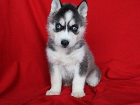 Well Trained Siberian Husky Pups For Adoption
