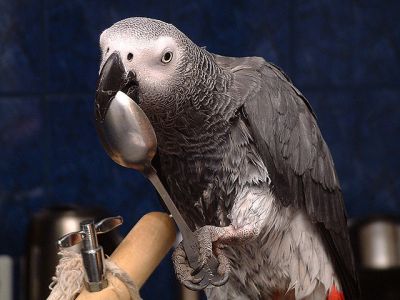 african grey parrot for sale