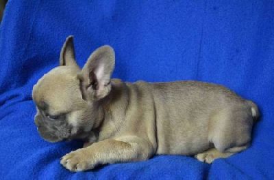 French Bulldog with pedigree - color blue, lavender, blue and white