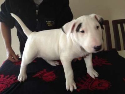 Awesome male and female miniature bull terrier puppies need homes  text me at (409) 292-9237