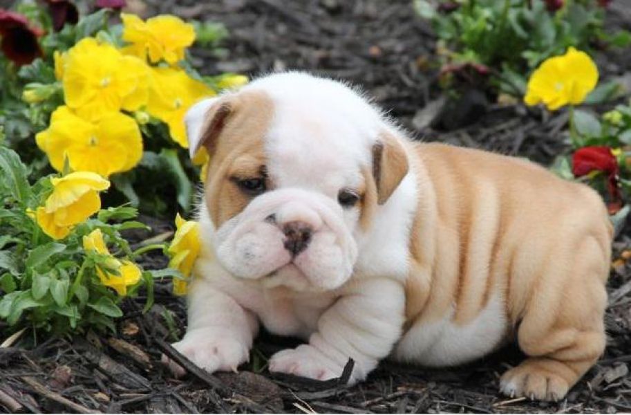 Healthy English Bulldog Puppies Available