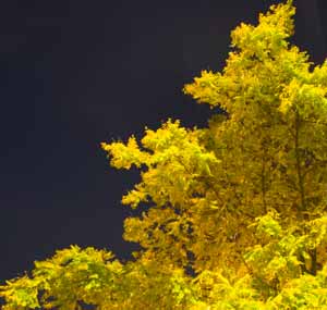 Counselling & Psychotherapy in London