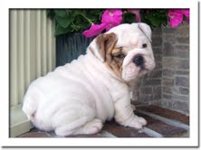 cute and charming english bull dog pup for free adoption