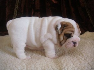 English bulldogs puppies