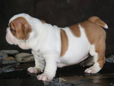 HEALTHY MALE AND FEMALE ENGLISH BULLDOG PUPPIES