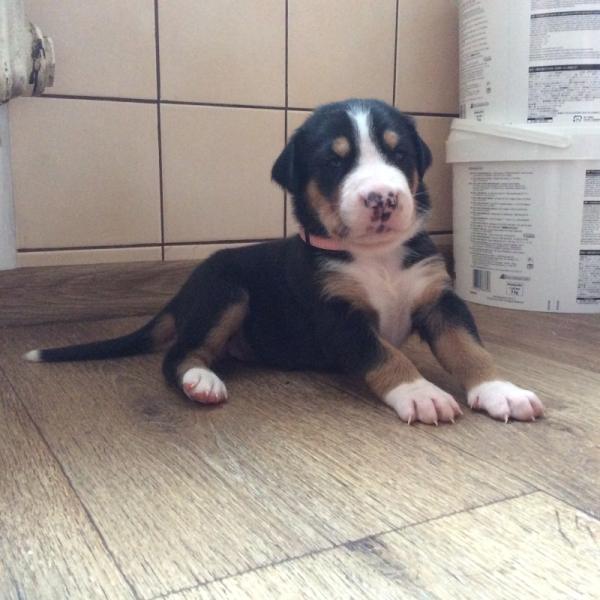 Greater Swiss Mountain Dog