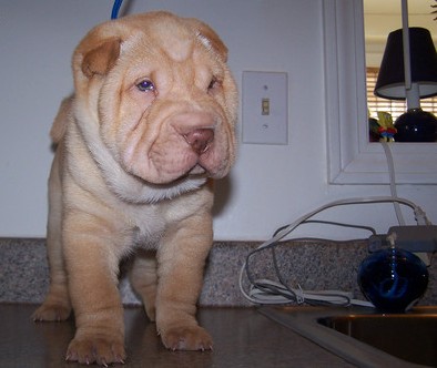 Chinese Shar-Pei Puppies For Sale