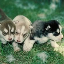 sweet siberian husky puppy for free adoption