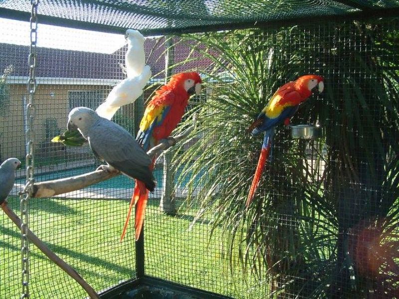 Parrots and parrot eggs for sale