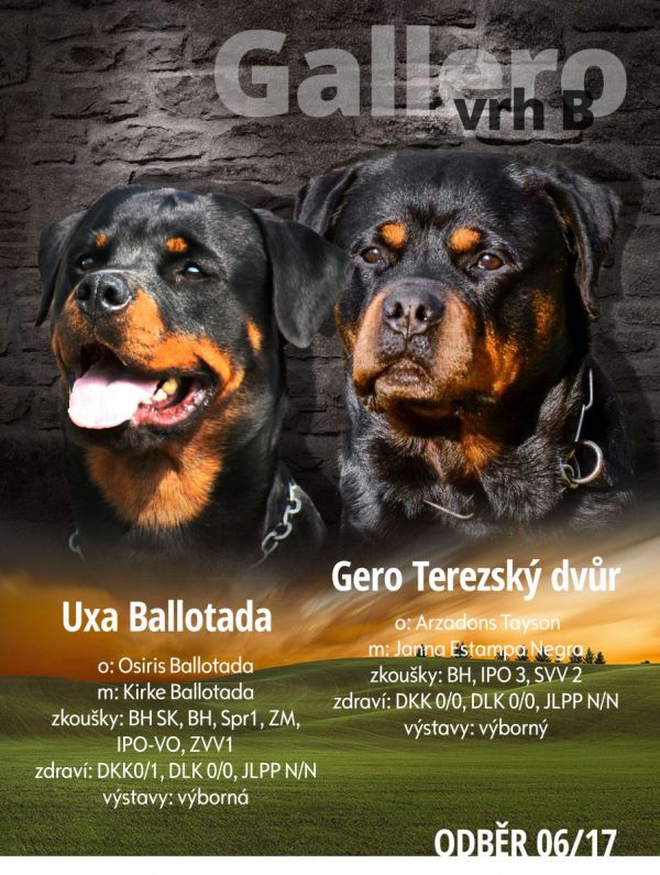 Rottweiler pupies with pedigree