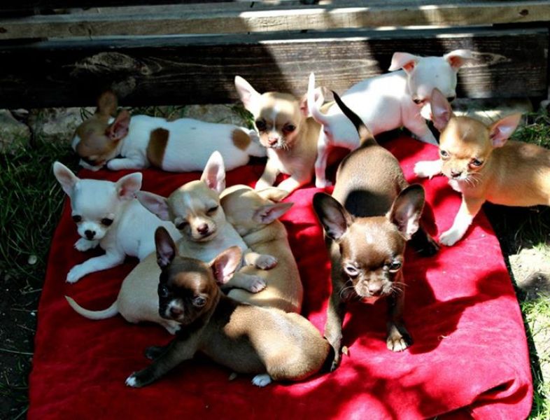  mini toy chihauhua puppies for adoption