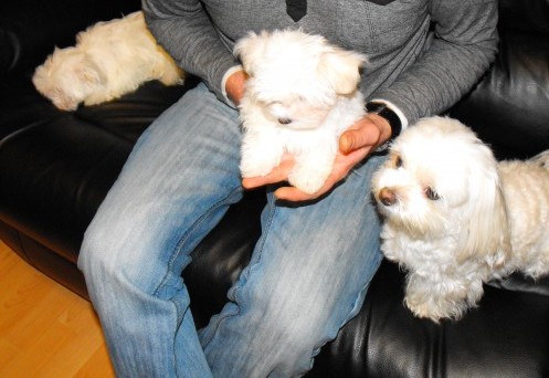 Maltese pupies ready 