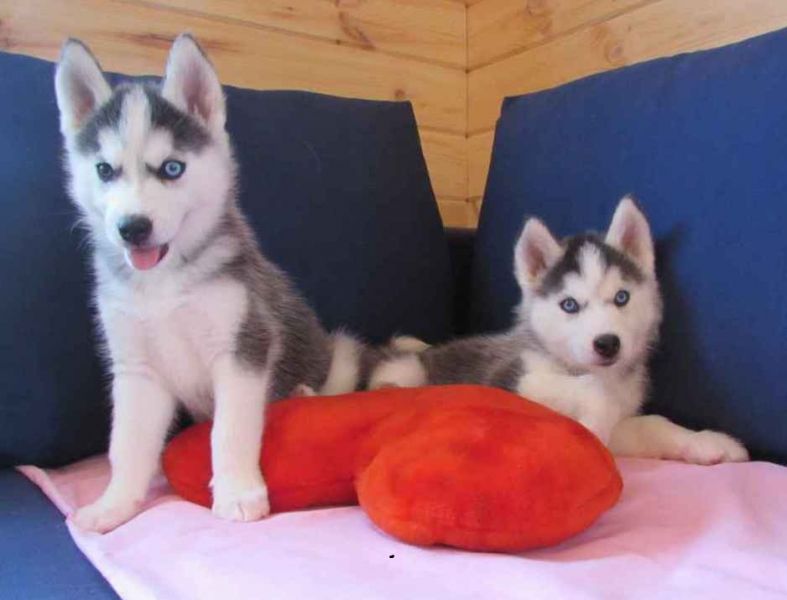 Beautiful Siberian Husky puppies