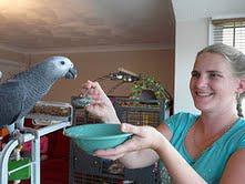 parrots and eggs for sale