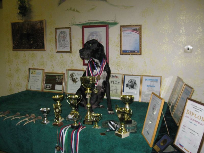 English Pointer puppies for sale 