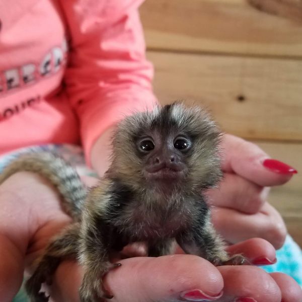 Google Approved Diaper Trained Capuchin & Marmoset Monkey.whatsapp me at: +447418348600