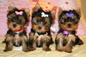 Male and Female Yorkie Puppies for you....
