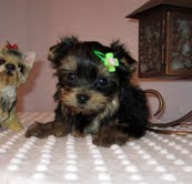AMAZING X-MASS TEACUP YORKIE PUPPIES FOR FREE ADOPTION