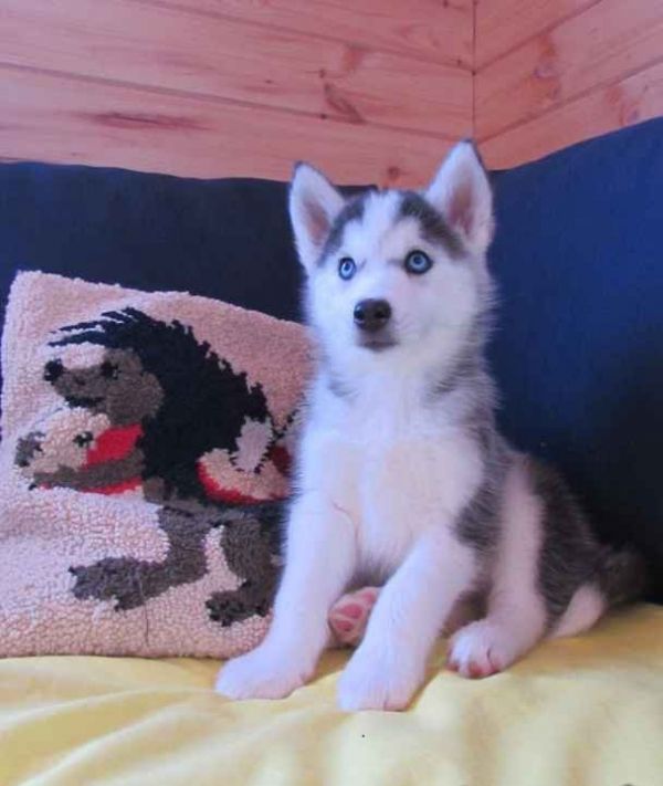 Beautiful Siberian Husky puppies