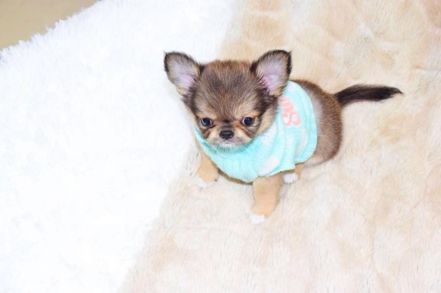 Beautiful Teacup Chihuahua puppies 
