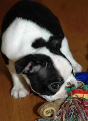 Pure breed Boston Terrier puppies for sale