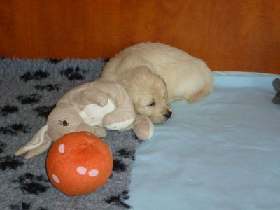 Puppies - Golden Retriever