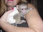 Adorable babies capuchins, squirrel and marmoset monkeys for good homes.