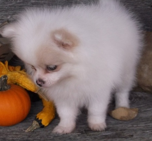 T.V, washing ^ KC registered Pomeranian & cup,food/water -0-11 weeks old Ready to Leave