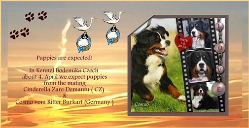 Bouvier bernois chiots