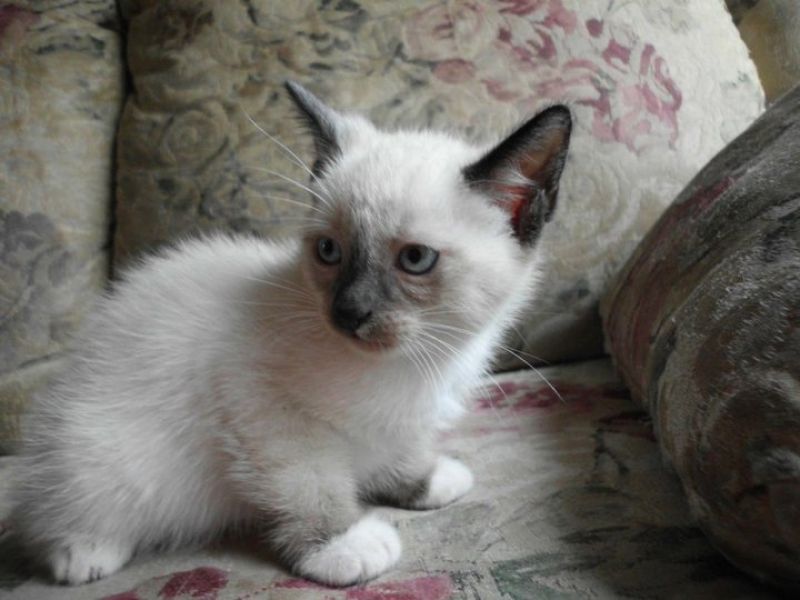 Adorable Siamese kittens