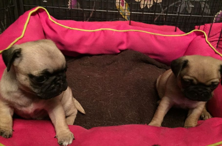  Beautiful Pure Bred Pug Puppies For Sale