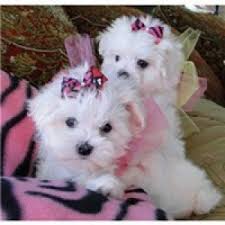 Two cute Maltese puppies