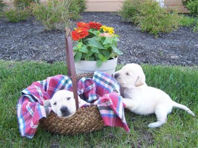 Outstanding Babies Golden Retriever Puppies